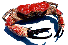KingCrab.gif (18416 bytes)