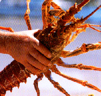 RLinHand.gif (42607 bytes)