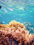 Reef HQ soft corals and blue green chromis