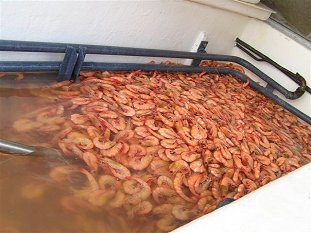 Ocean King Prawns being Cooked onboard the boat