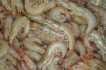Fresh Green Banana Prawns - look how shiny and glossy they are