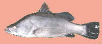 wpeC.jpg (2682 bytes)