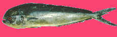 dolphi1.jpg (3063 bytes)