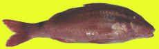 goatfish.jpg (2636 bytes)