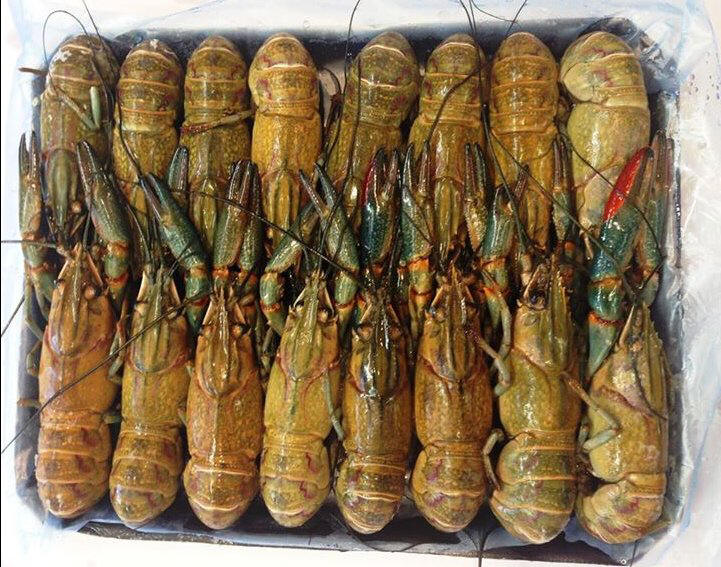RED CLAW CRAYFISH Photos, Info, Catch, Cook, Buy