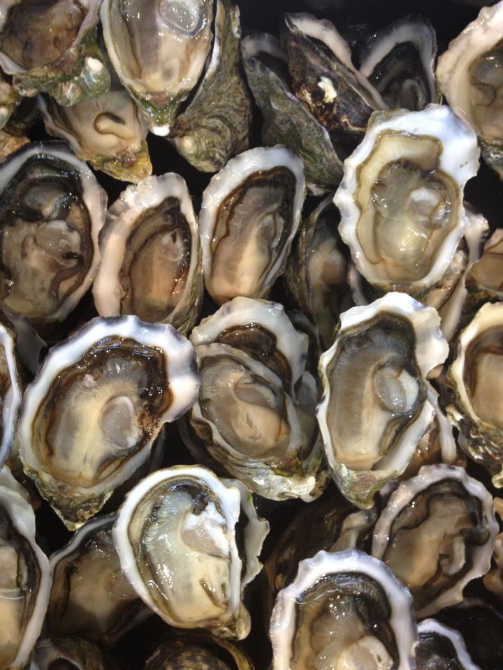 SYDNEY ROCK OYSTERS Photos, Info, Catch, Cook, Buy
