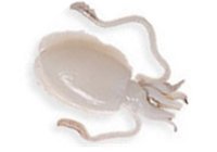 cuttlefish, cleaned cuttlefish