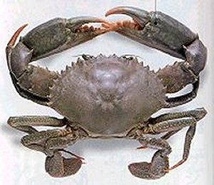 mud crab photo, whole mud crab, mangrove crab