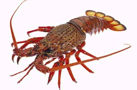 Rock Lobster, jasus edwardsii, photo of crayfish, rock crayfish