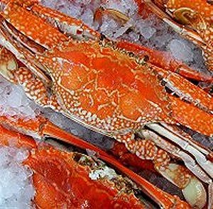 How to Catch Sand Crabs How to Catch Sand Crabs