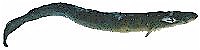 longfin eel.jpg (2895 bytes)