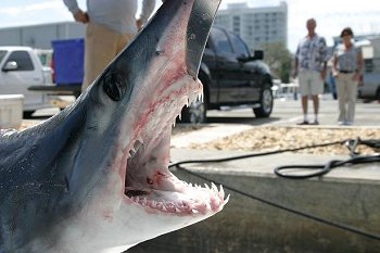 Our spread consisted of two kites, one big bait on the left long and two live goggle eyes on the right short and right long. Joe is familiar with the waiting game and the bite was not instant. We waited patiently and it paid off. I noticed the rod move slightly and then even more, �Tip rod! Tip rod!� As soon as the rod doubled over, I punched the boat ahead to set the hook. Joe got Bobby in the chair to take down this Mako Shark and he did.