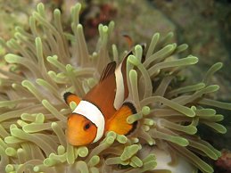 Diving in Thailand, clown fish in anenome