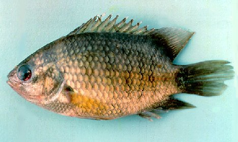 Nandid Perch