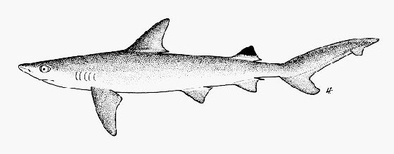 Black Spot Shark