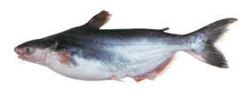 Pangasius hypophthalmus - basa catfish