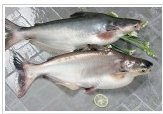 Whole basa and tra fish