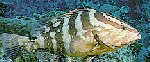 grouper