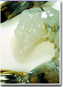 RAW BLACK TIGER SHRIMPS
