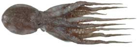 octopus.jpg (8880 bytes)