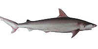 Black Tip Shark