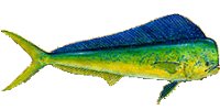 Mahi Mahi