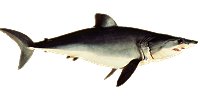 Mako Shark