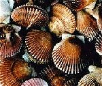 scallops