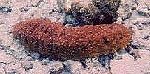 seacucumber