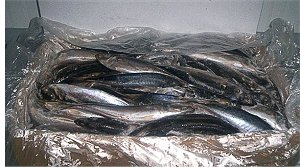horse mackerel