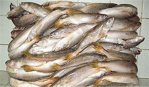 king weakfish