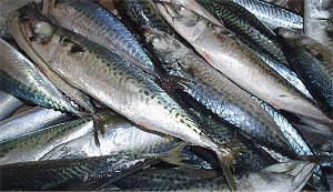 mackerel