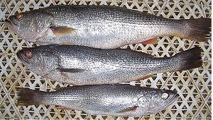 sea trout