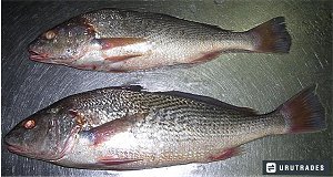 yellow croaker